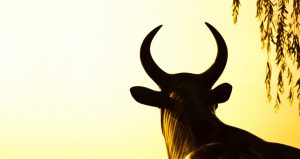 The Dollar’s Decline Is Fueling The Gold Bull Market | BullionBuzz