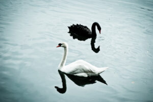 Black Swans, Ordinary Swans and Metals | BullionBuzz | Nick's Top Six